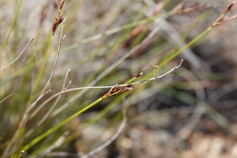 Schoenus quartziticus photo 5