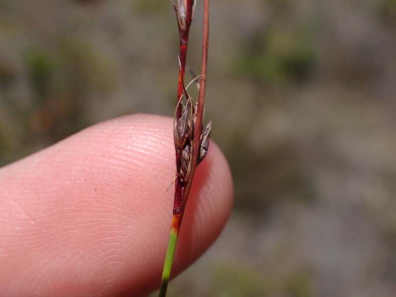 Schoenus quartziticus photo 6