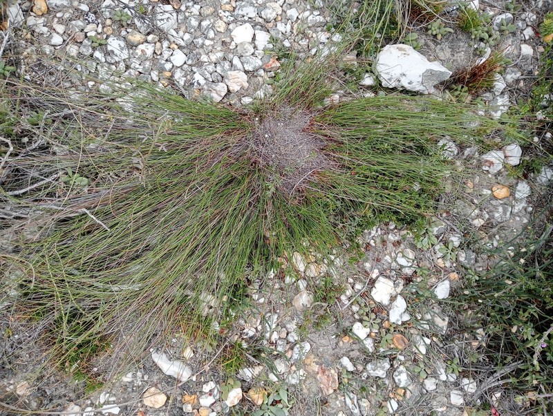 Schoenus quartziticus photo 7