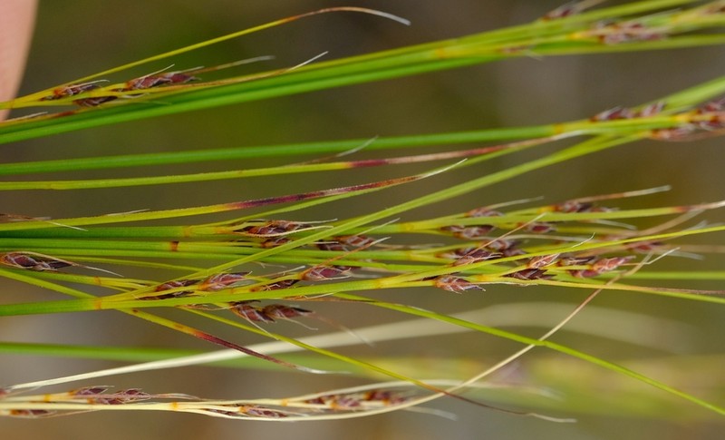 Schoenus submarginalis