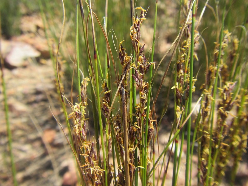Schoenus submarginalis photo 2