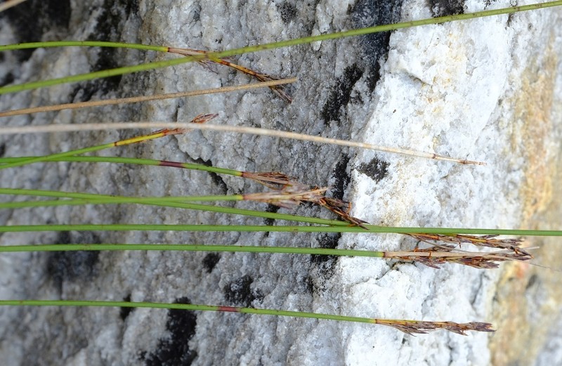 Schoenus submarginalis photo 3