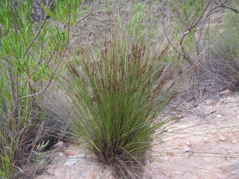 Schoenus submarginalis photo 4