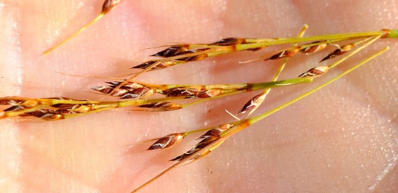 Schoenus submarginalis photo 5