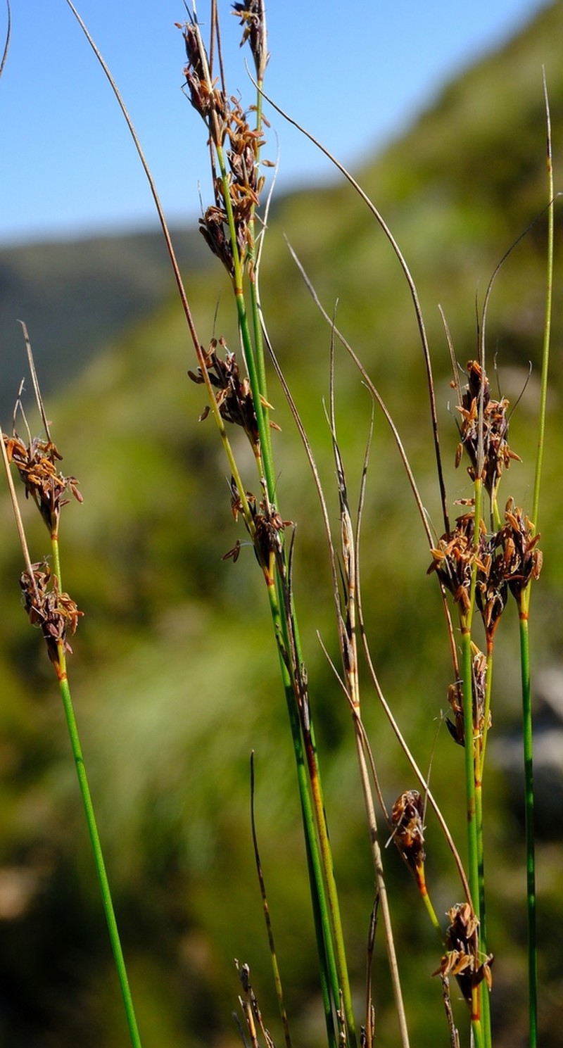 Schoenus submarginalis photo 6