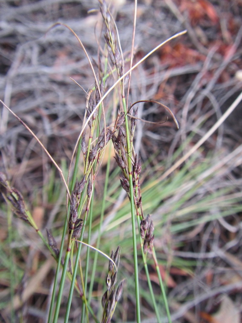 Schoenus submarginalis photo 7