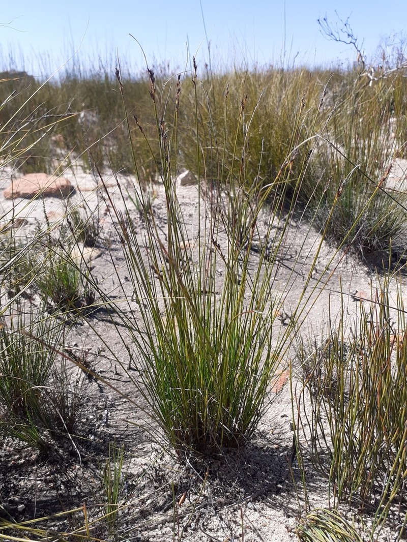 Schoenus submarginalis photo 8