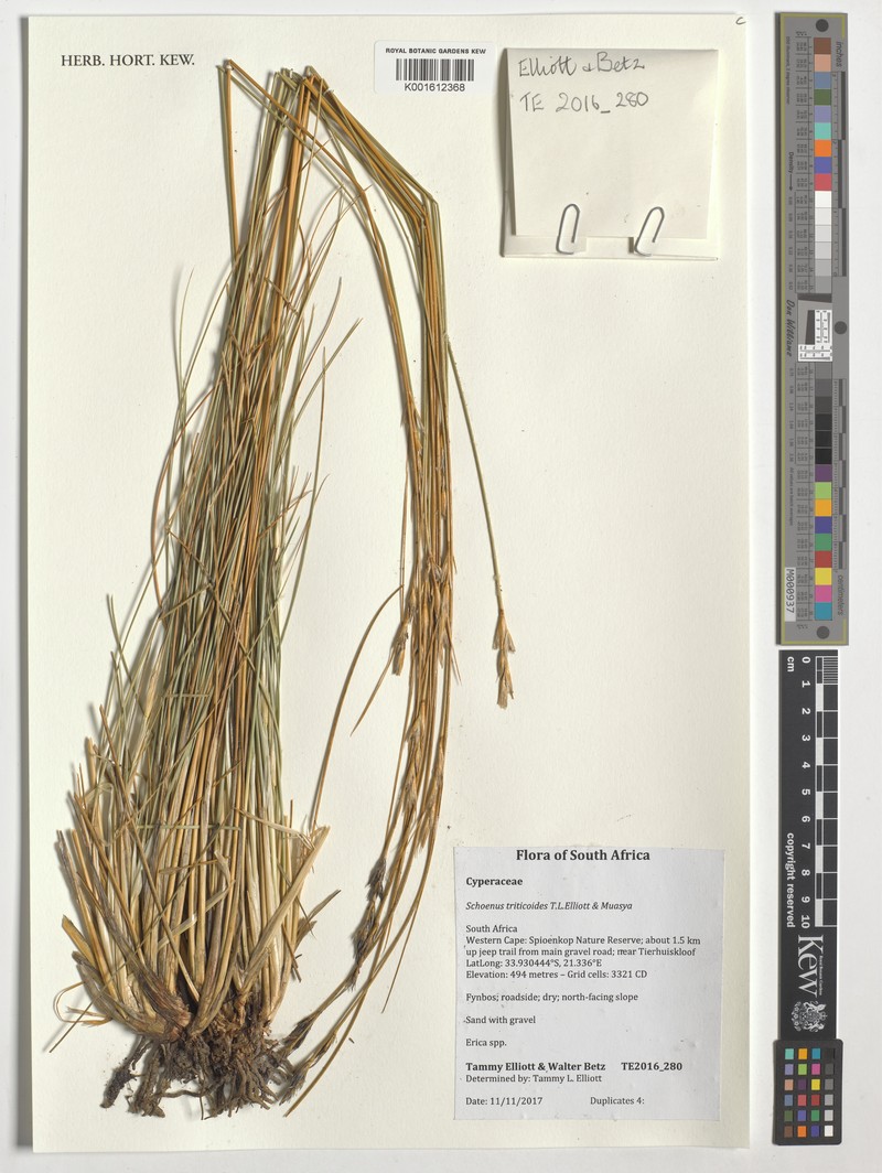 Schoenus triticoides photo 2
