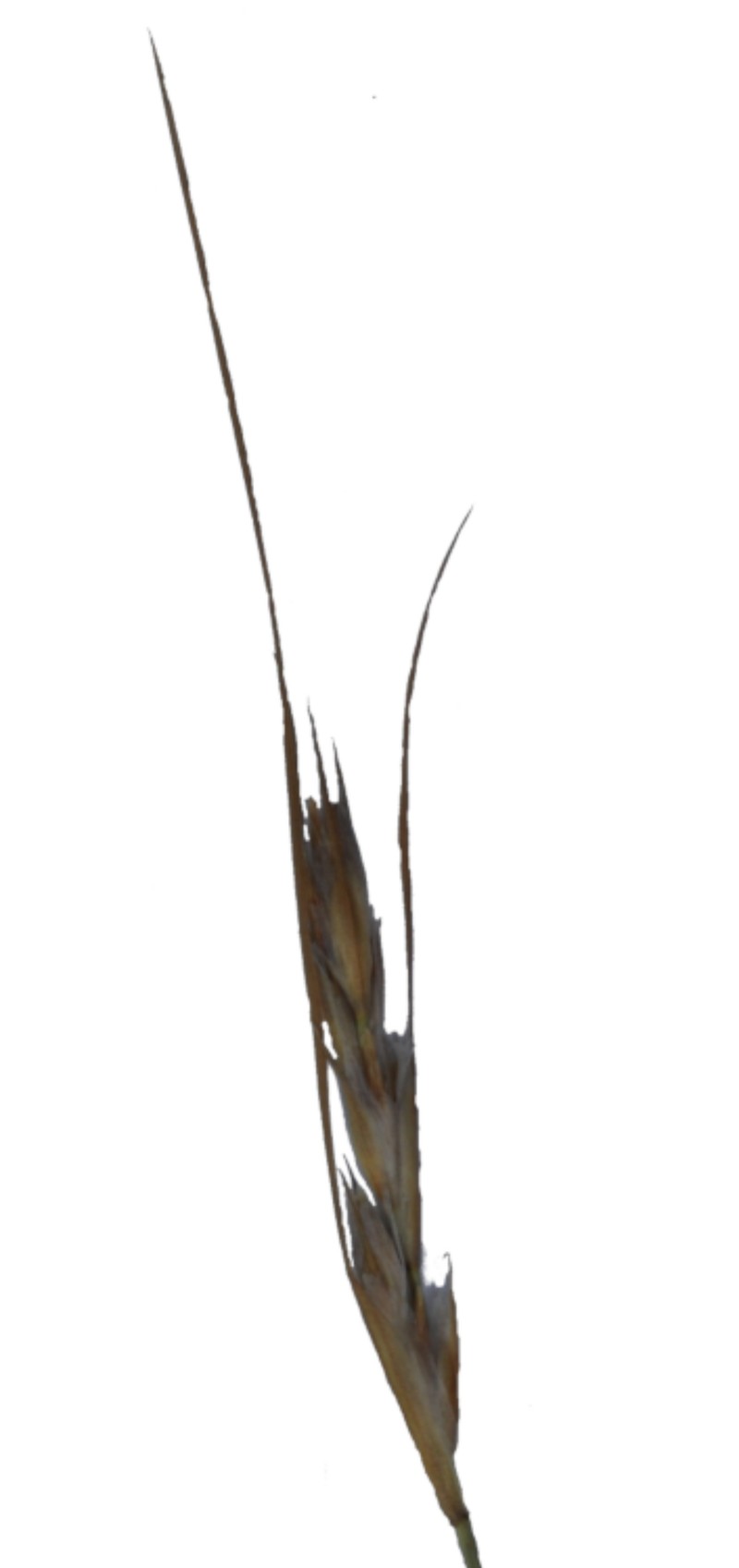 Schoenus triticoides