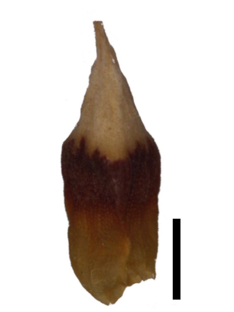Schoenus triticoides photo 3