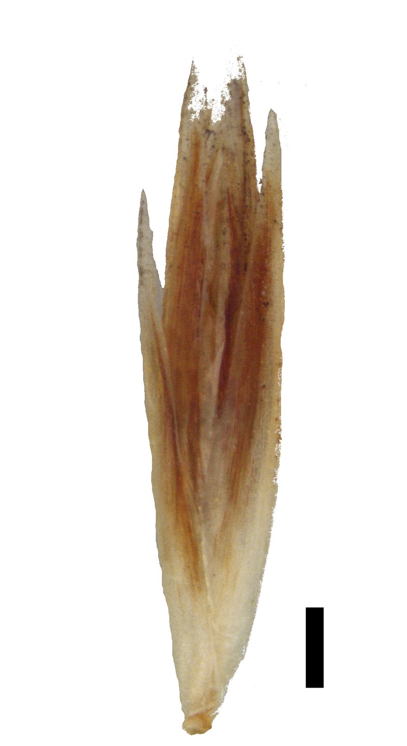 Schoenus triticoides photo 4