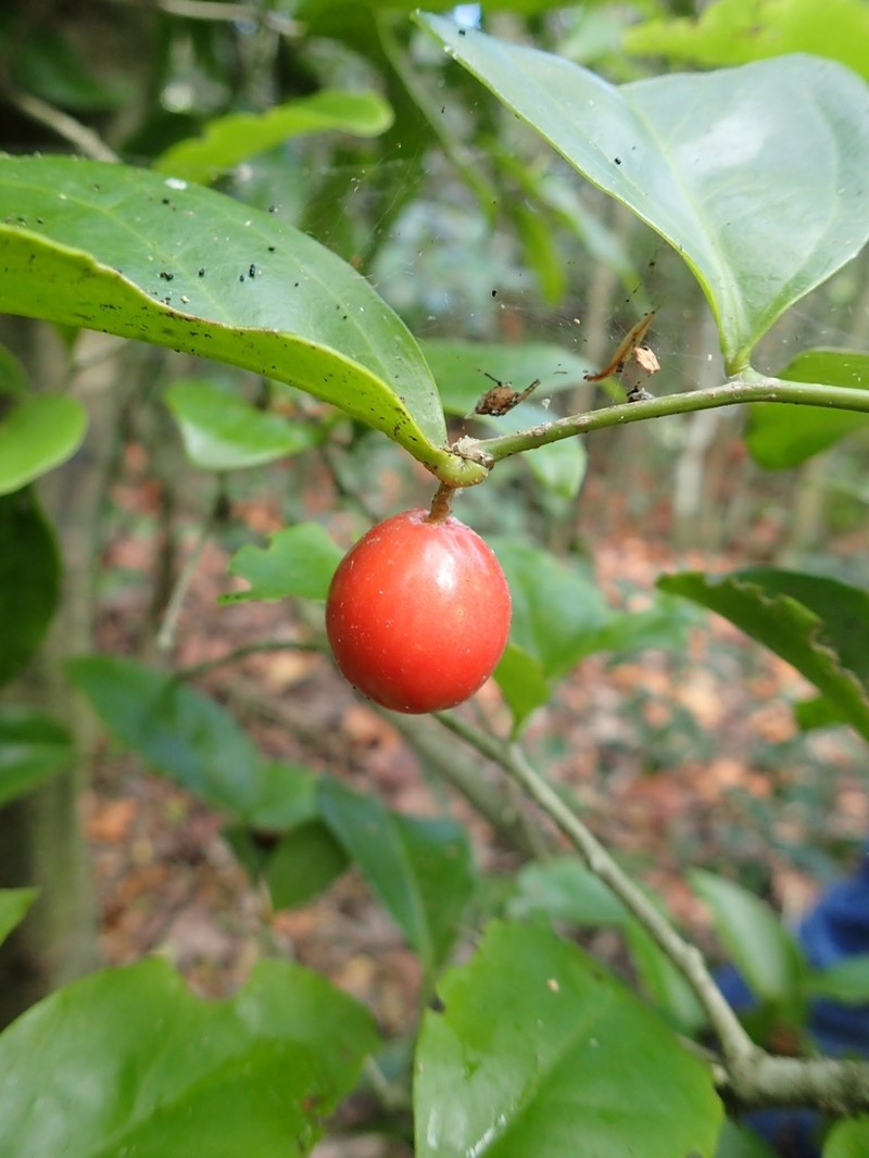 Arana photo 2