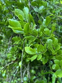 White Beefwood