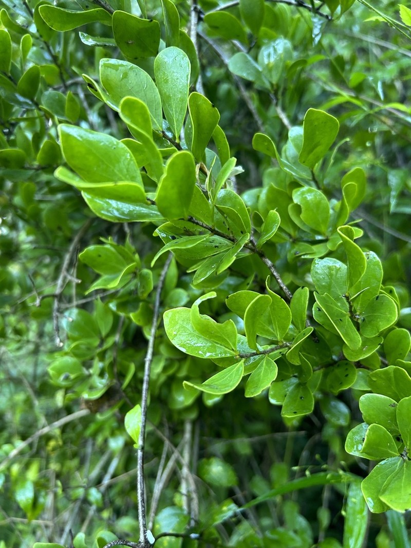 White Beefwood