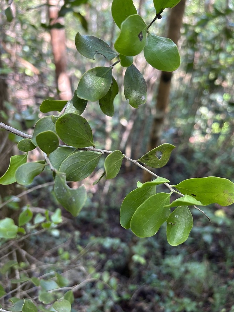 White Beefwood photo 2