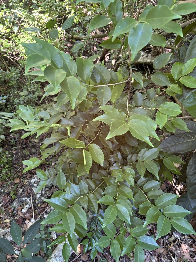 White Beefwood photo 6