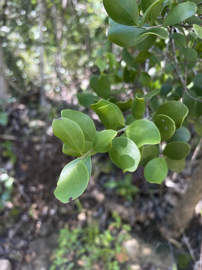 White Beefwood photo 7