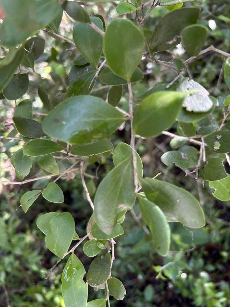 White Beefwood photo 8