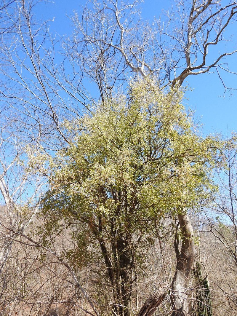 Gulf Graytwig