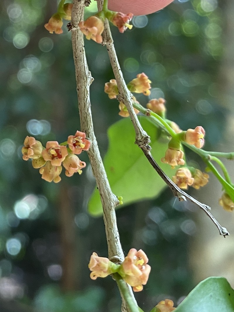Gulf Graytwig photo 3