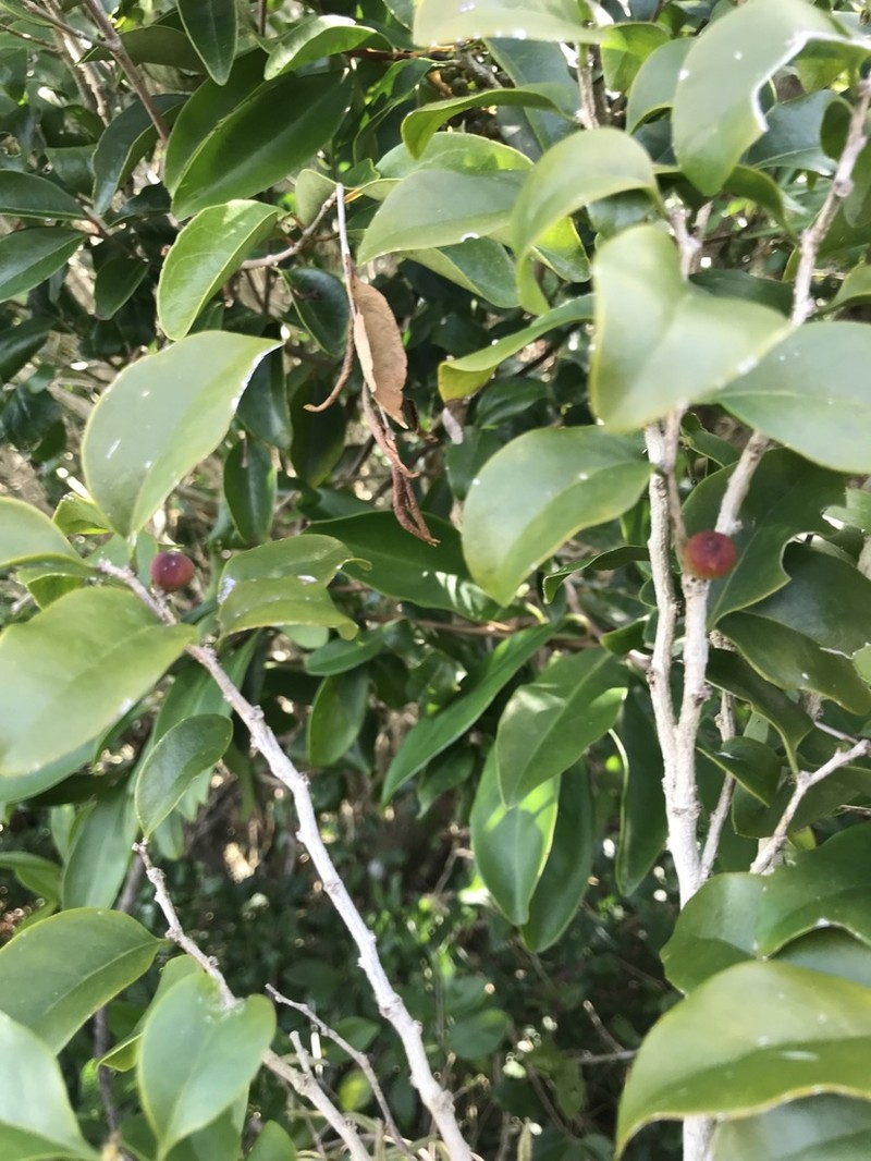 Gulf Graytwig photo 7