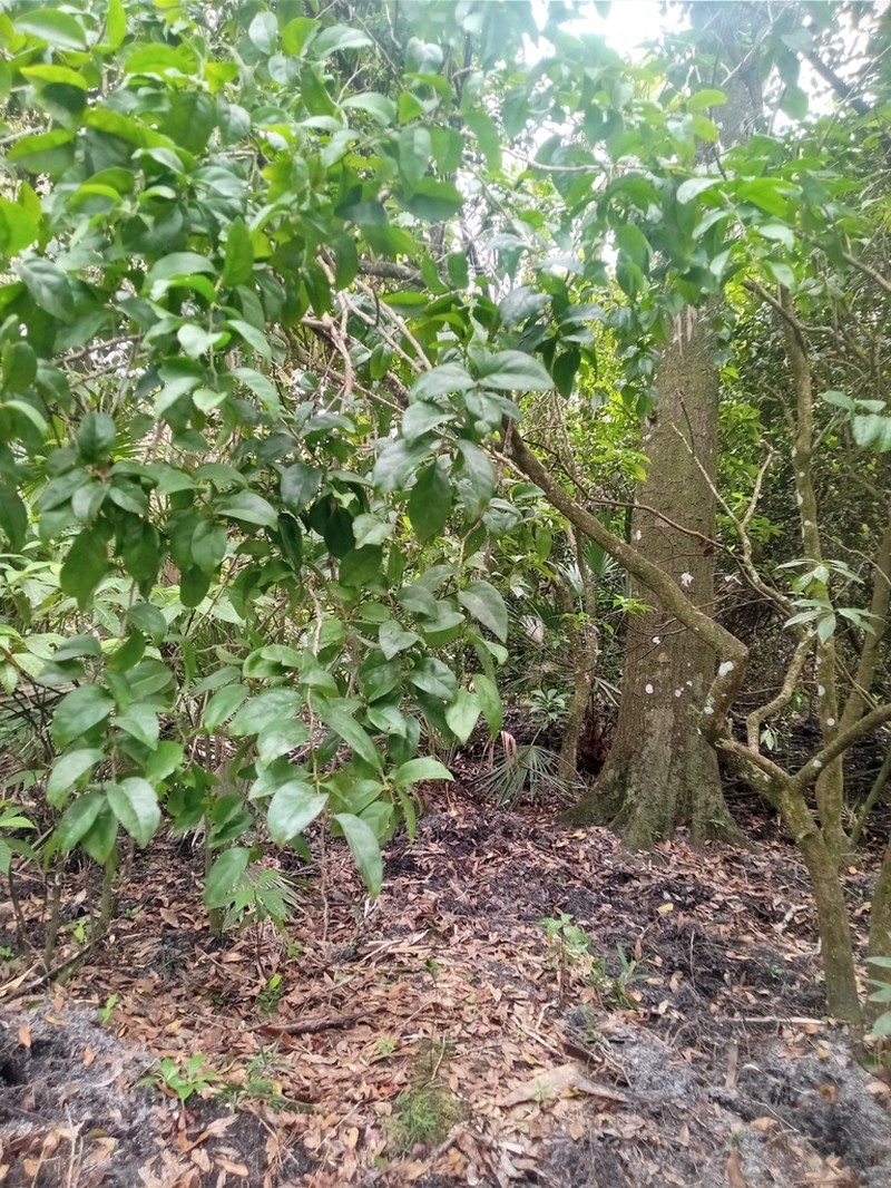 Gulf Graytwig photo 8