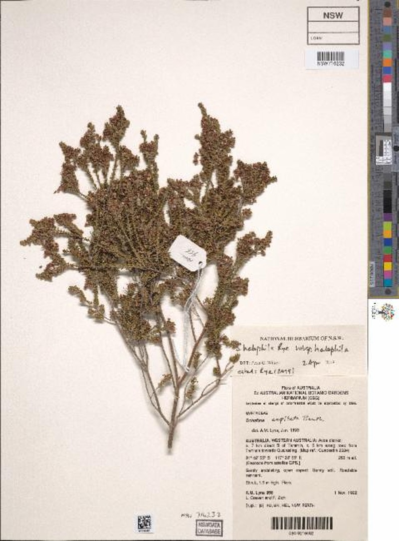 Scholtzia halophila photo 2