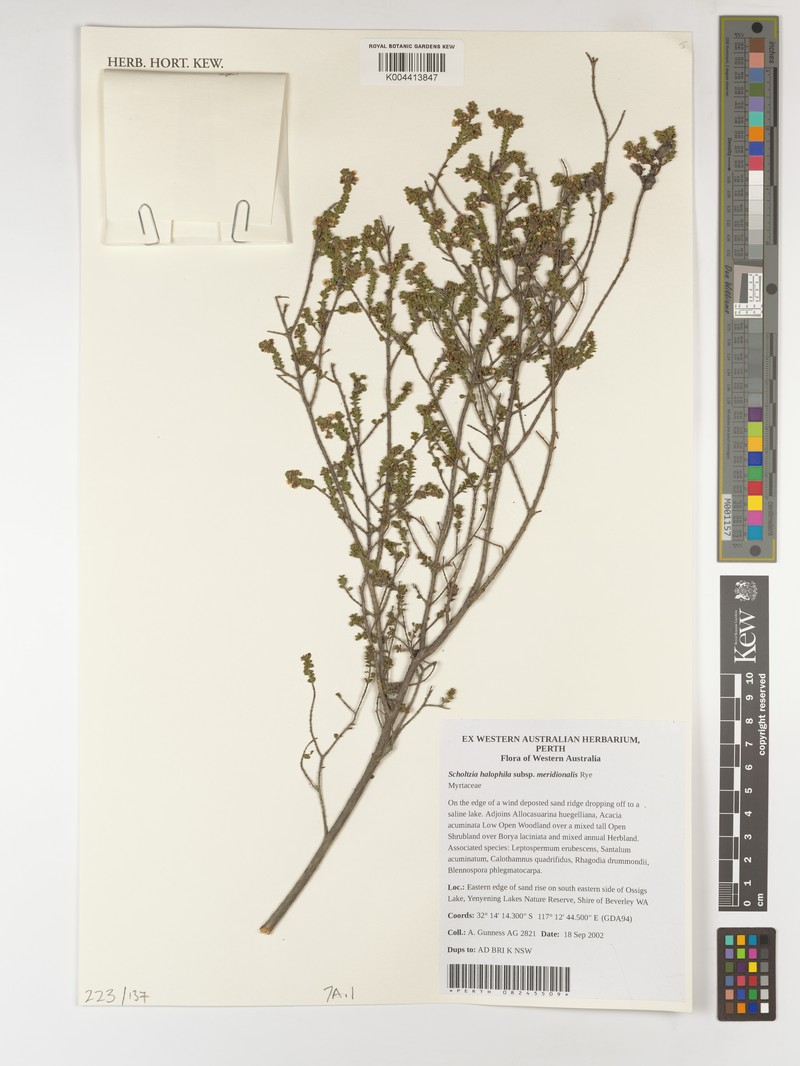Scholtzia halophila subsp. meridionalis