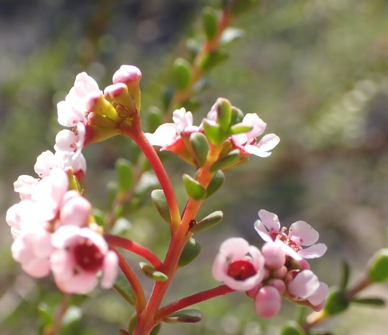 Scholtzia longipedata