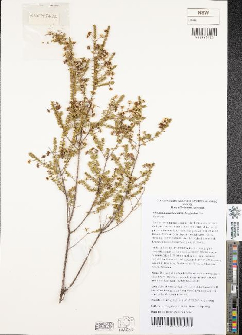 Scholtzia longipedata subsp. longipedata