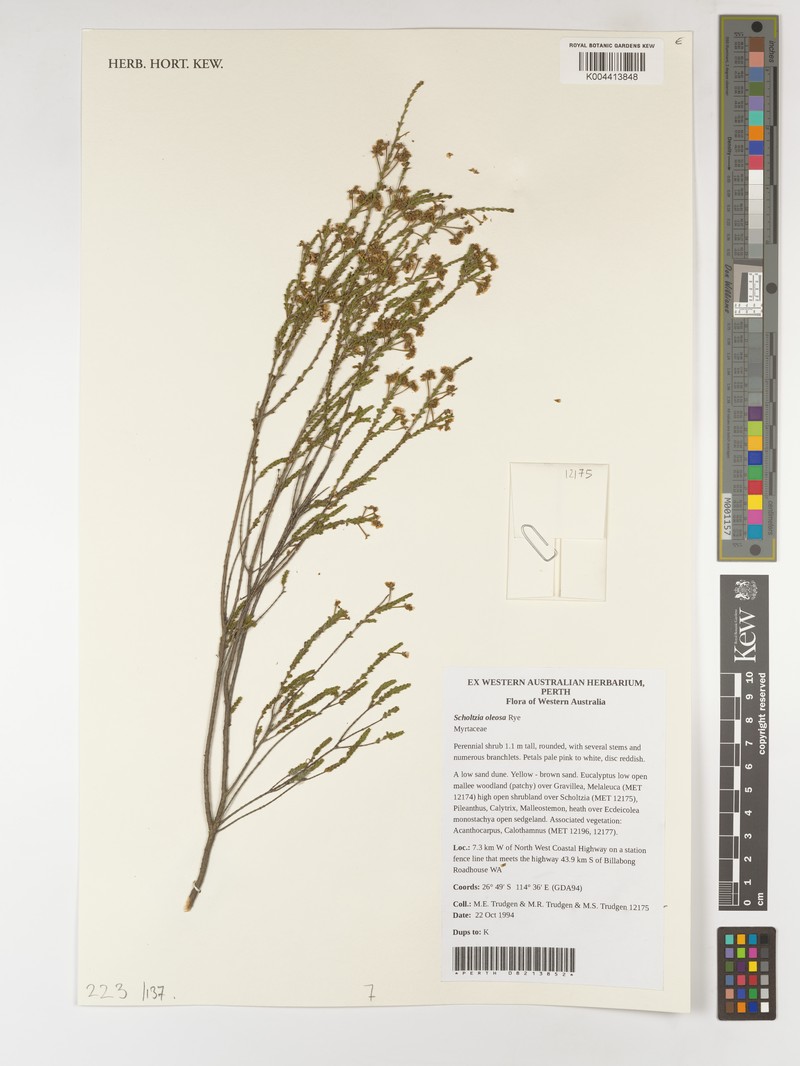 Scholtzia oleosa