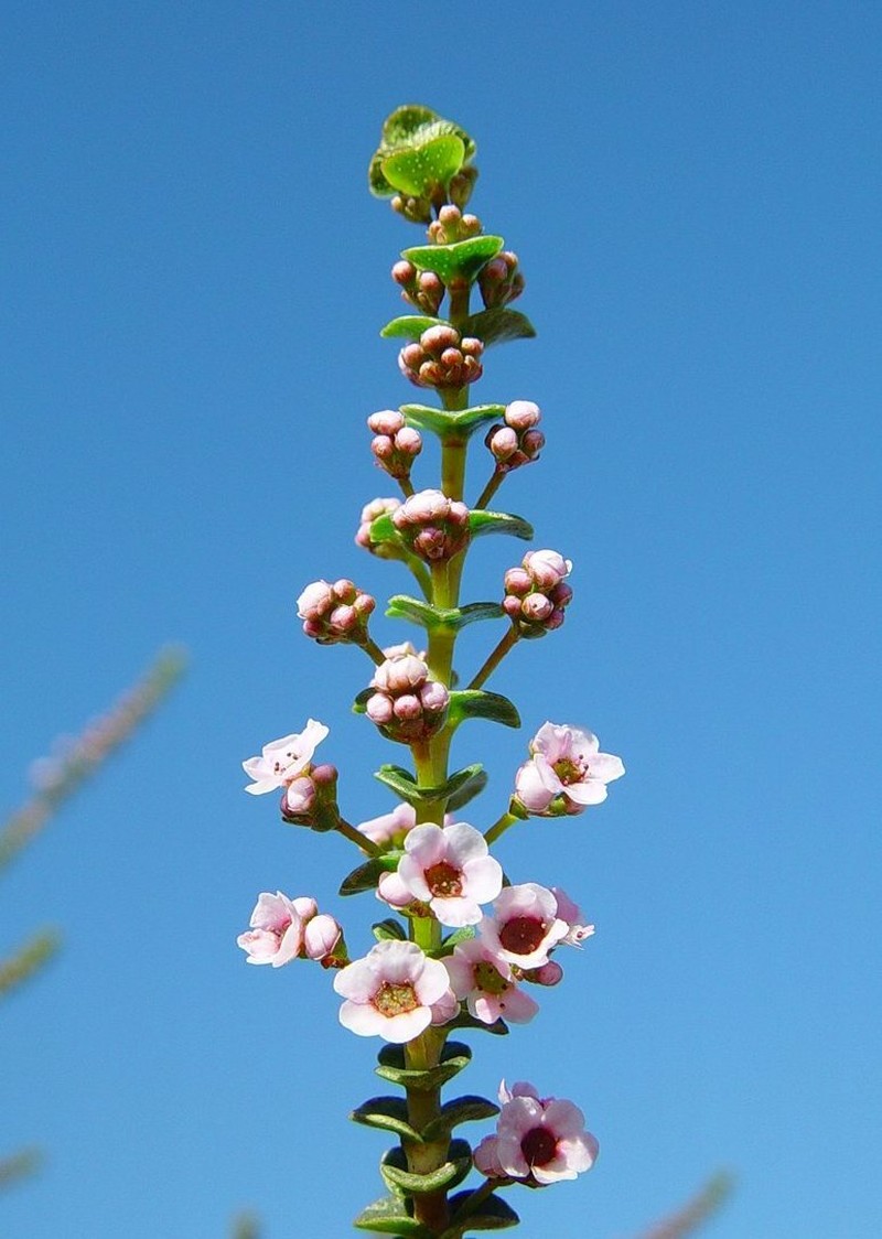 Scholtzia pentamera photo 2