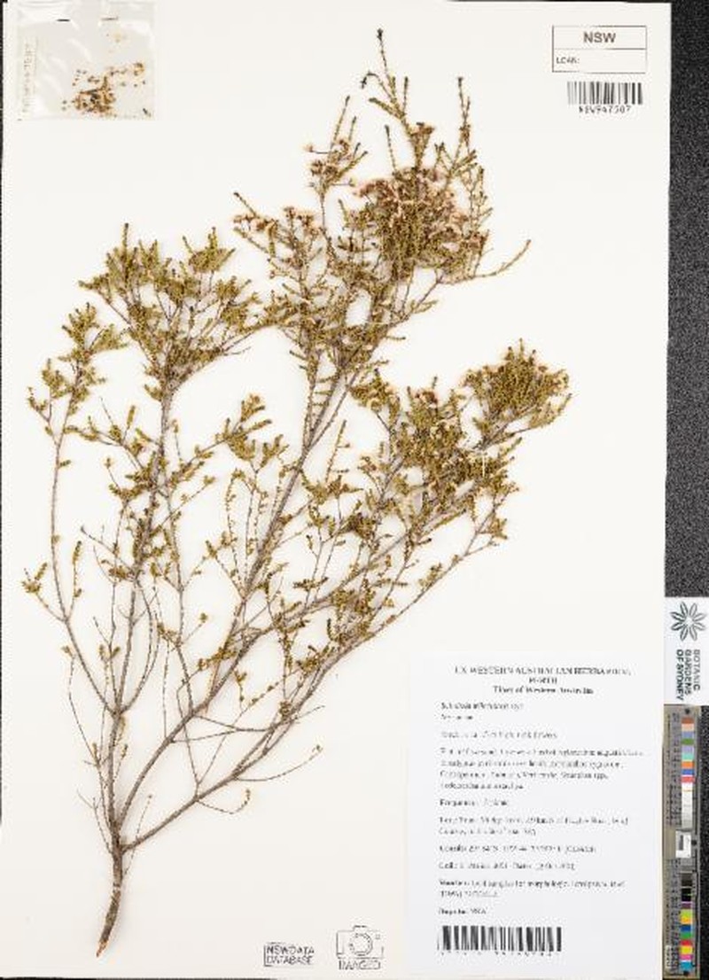 Scholtzia trilocularis photo 2