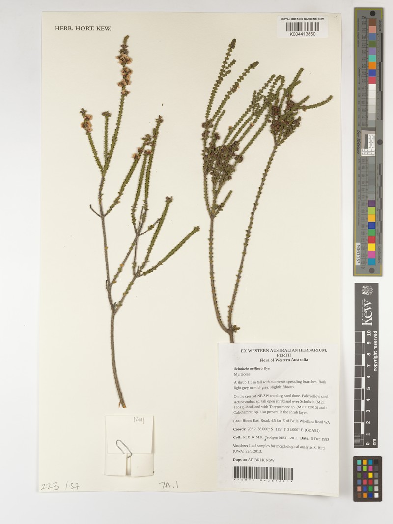 Scholtzia uniflora