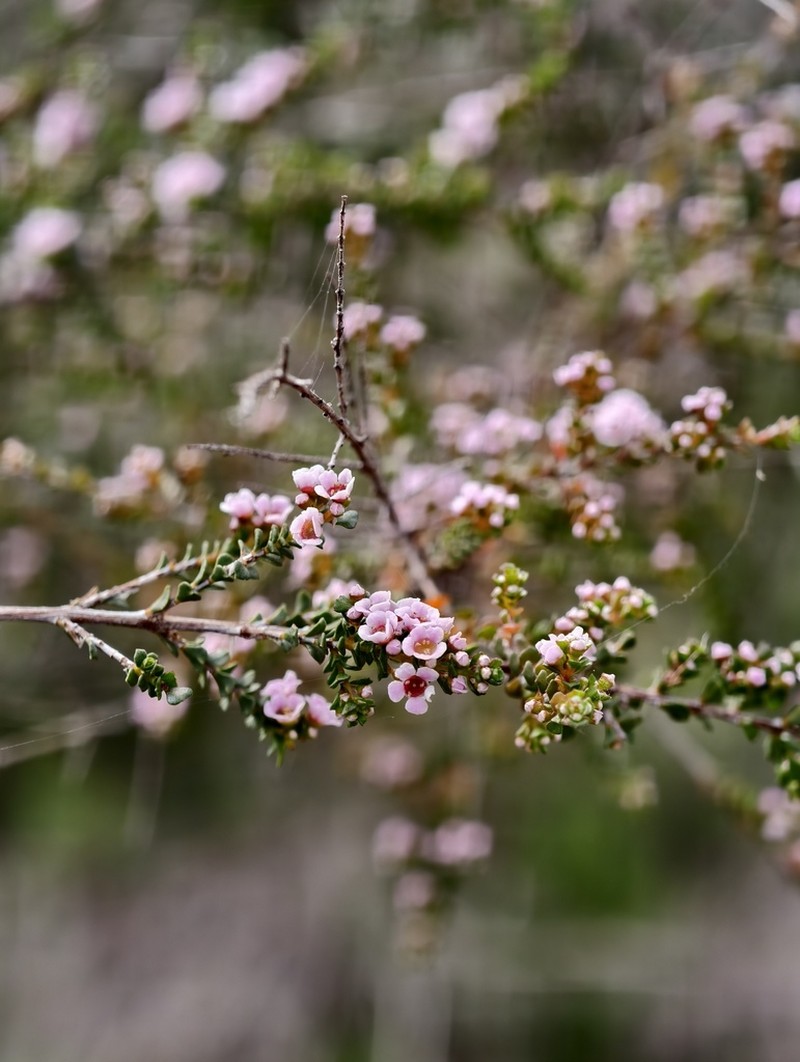 Scholtzia uniovulata