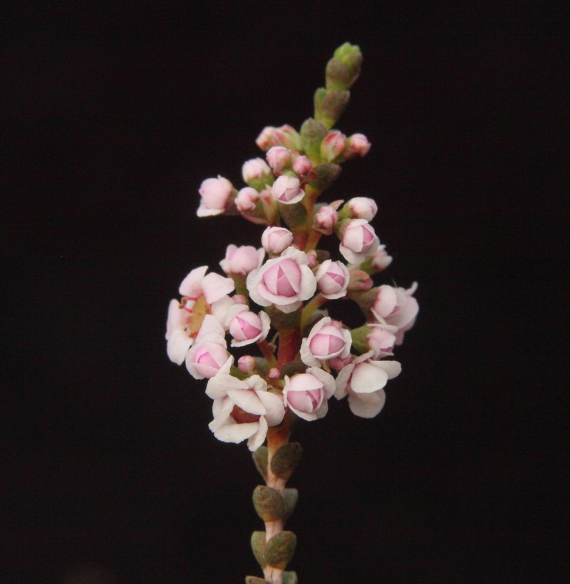 Scholtzia uniovulata photo 2