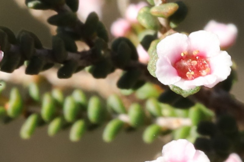 Scholtzia uniovulata photo 3