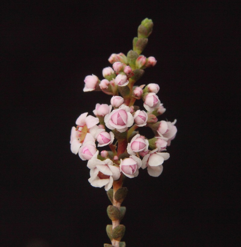 Scholtzia uniovulata photo 4
