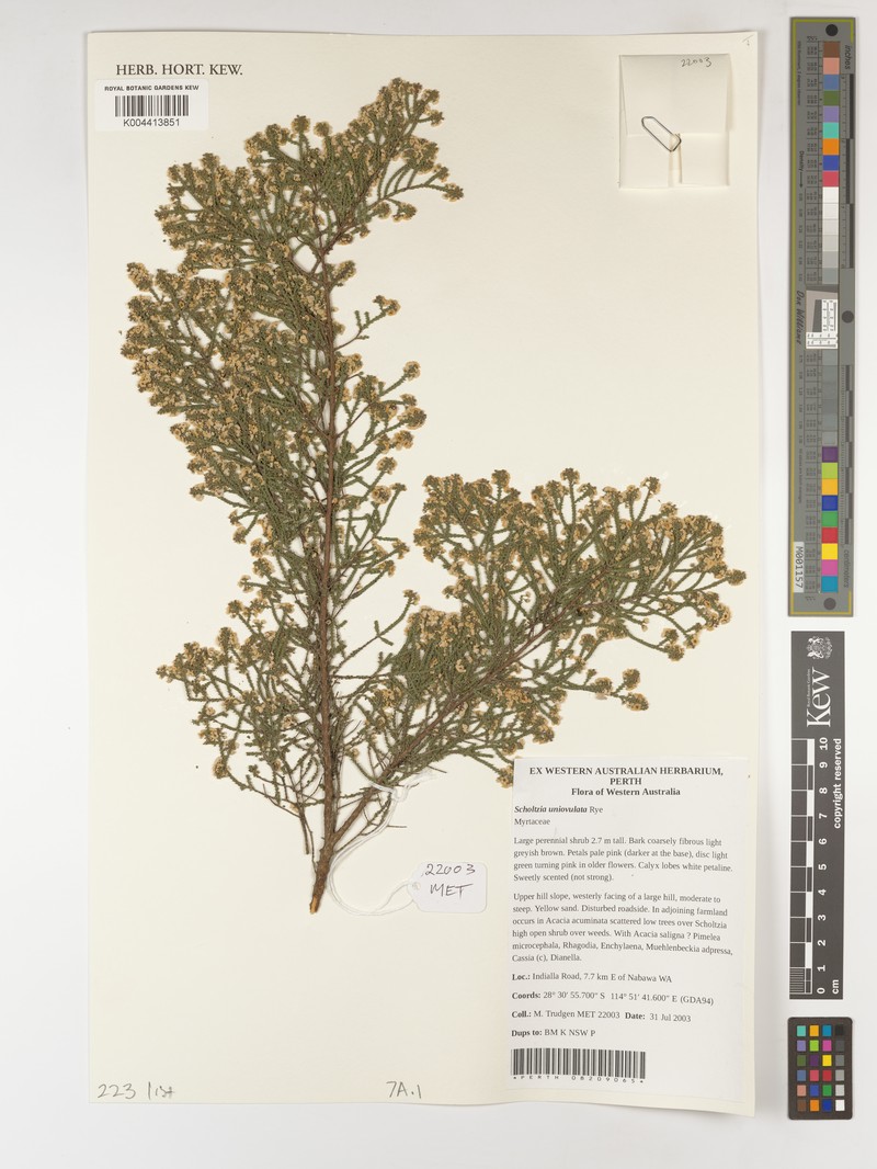 Scholtzia uniovulata photo 5