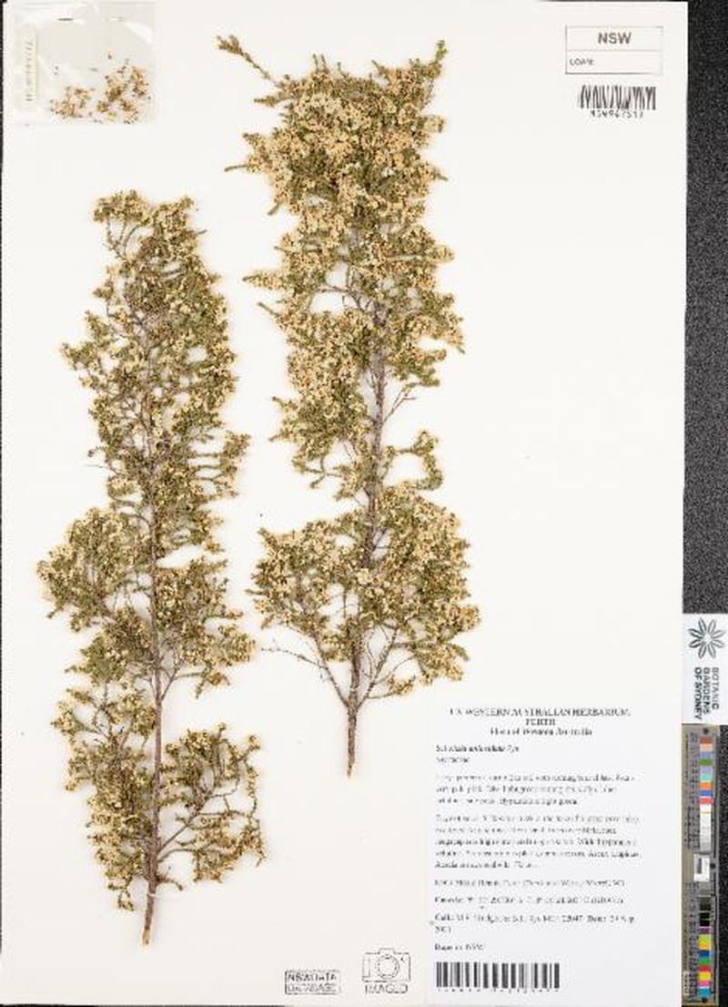 Scholtzia uniovulata photo 6