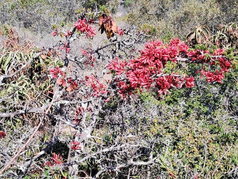 Schotia afra var. afra