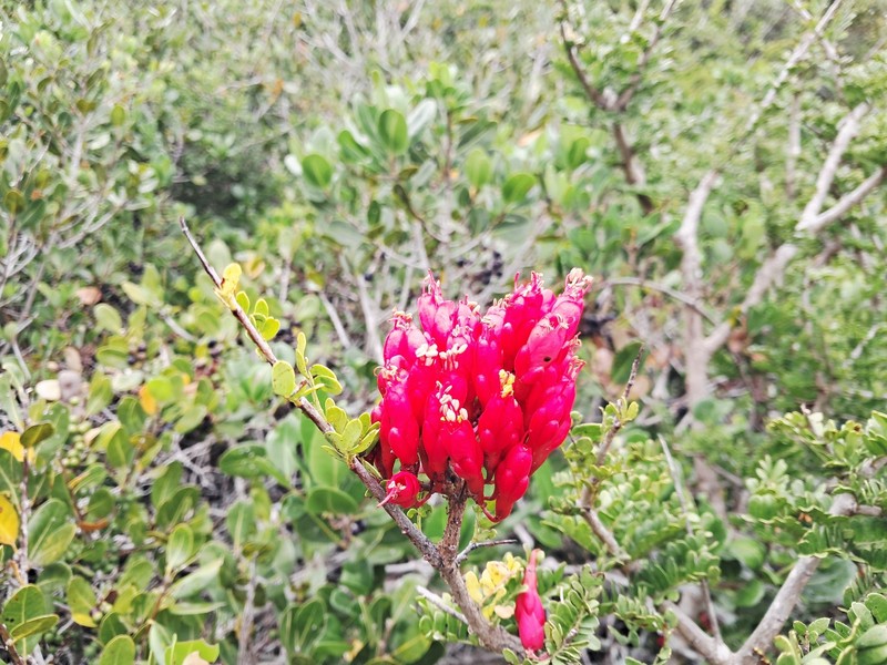 Schotia afra var. afra photo 2