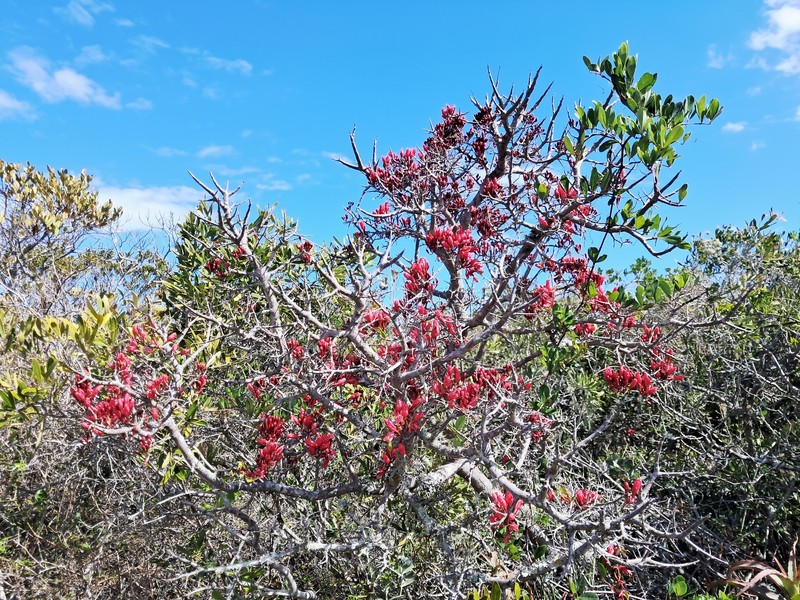 Schotia afra var. afra photo 3
