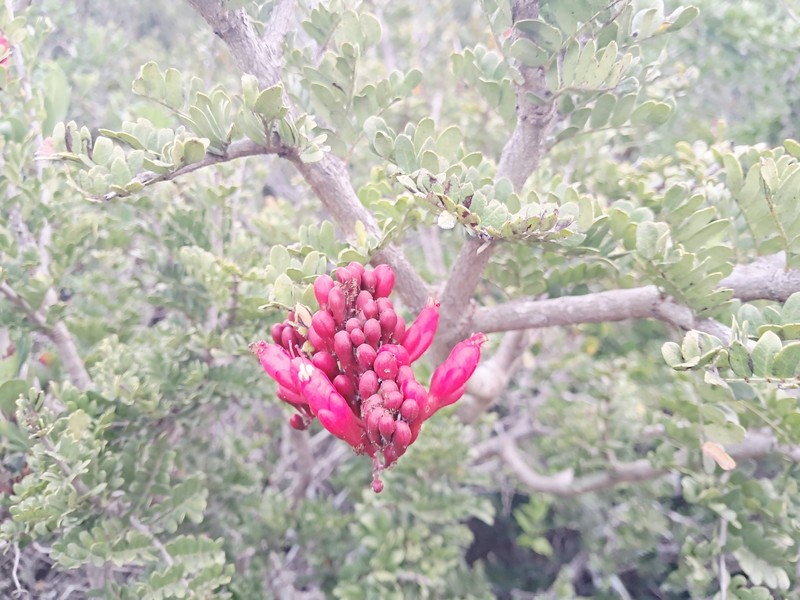 Schotia afra var. afra photo 4