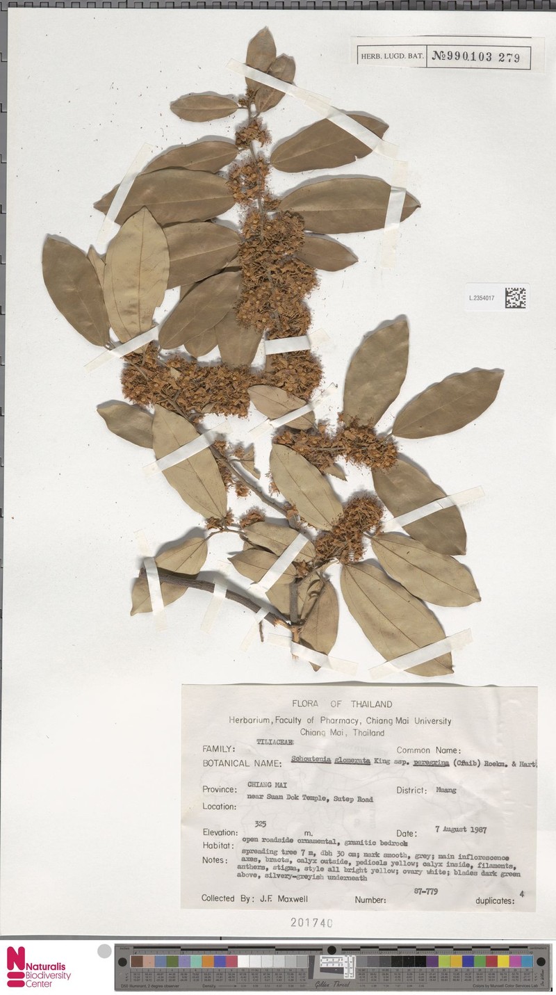 Schoutenia glomerata subsp. peregrina