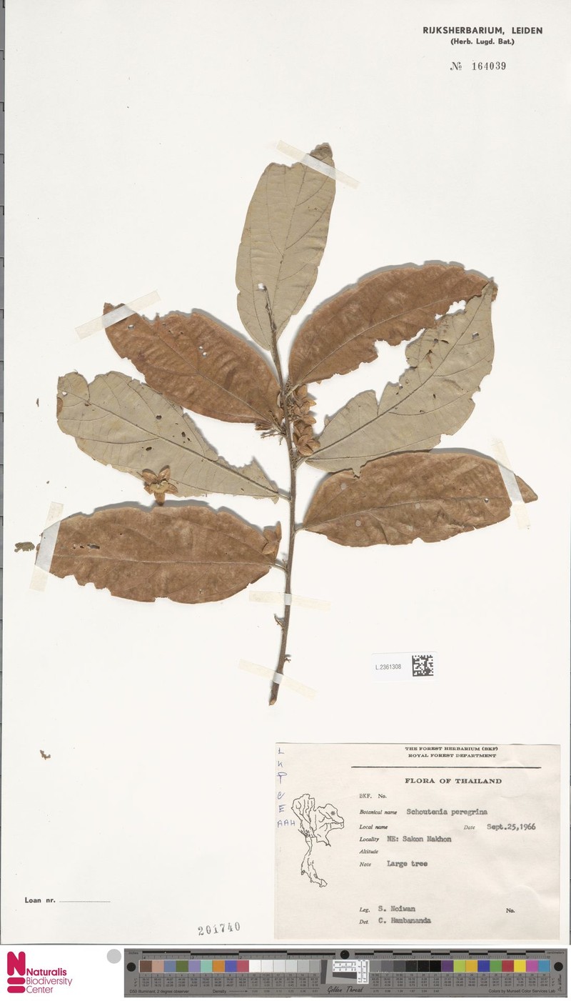 Schoutenia glomerata subsp. peregrina photo 2