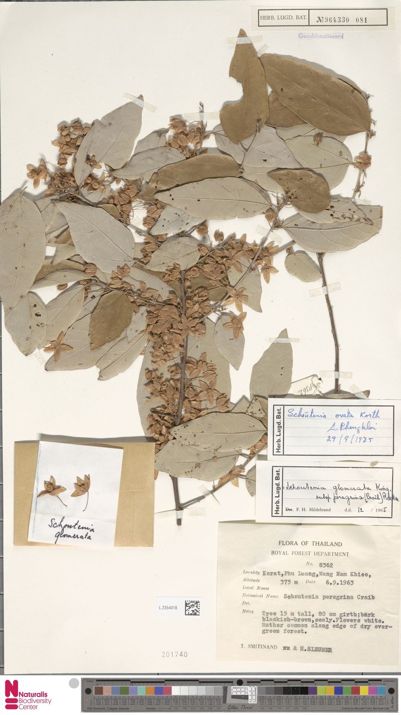 Schoutenia glomerata subsp. peregrina photo 3