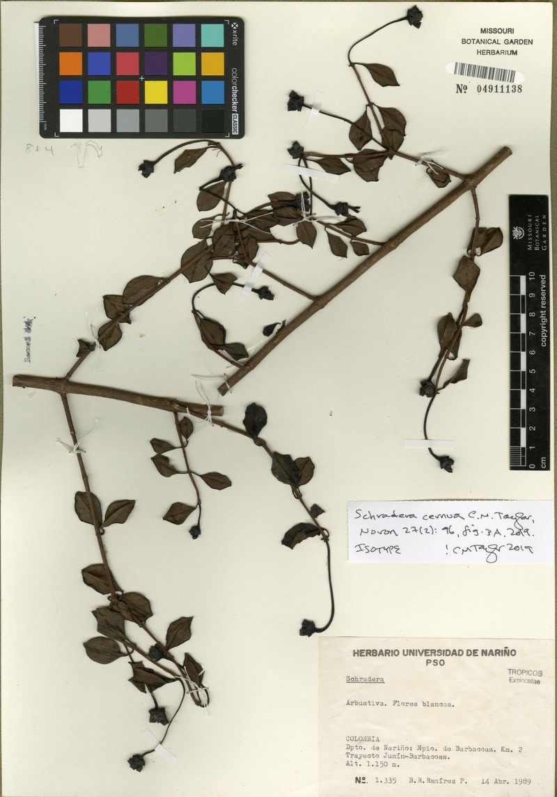 Schradera cernua
