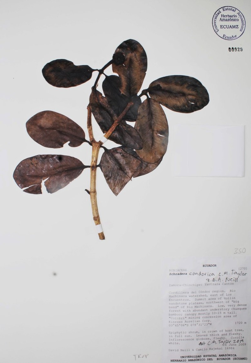 Schradera condorica