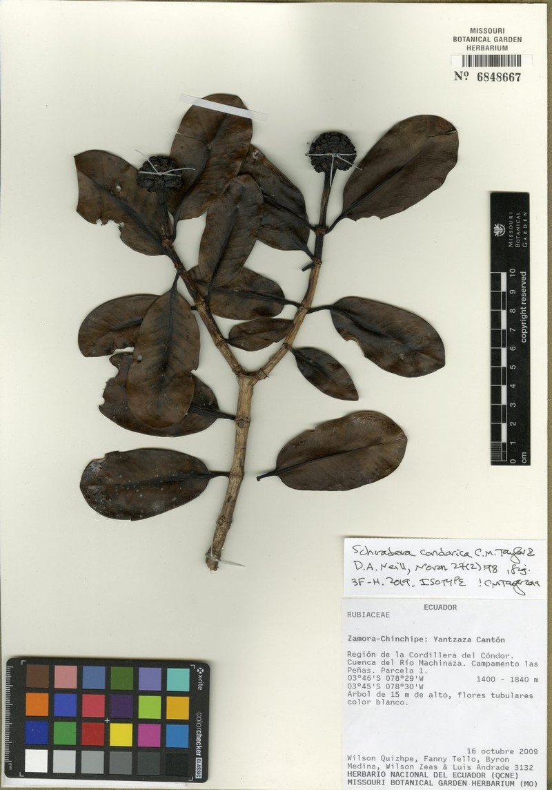 Schradera condorica photo 2